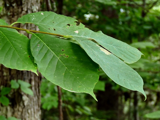 {Nyssa sylvatica}